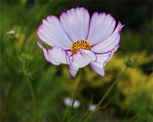 波斯菊