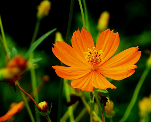 硫化菊