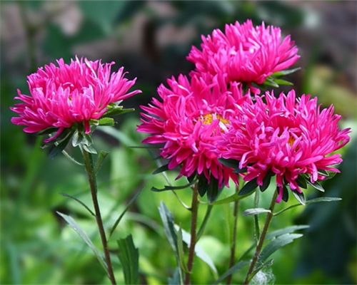 翠菊