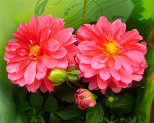 小丽花