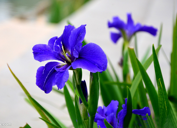 蓝花鸢尾