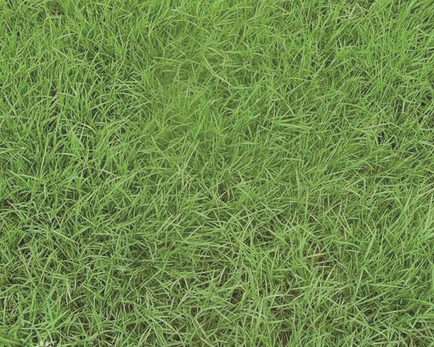 结缕草