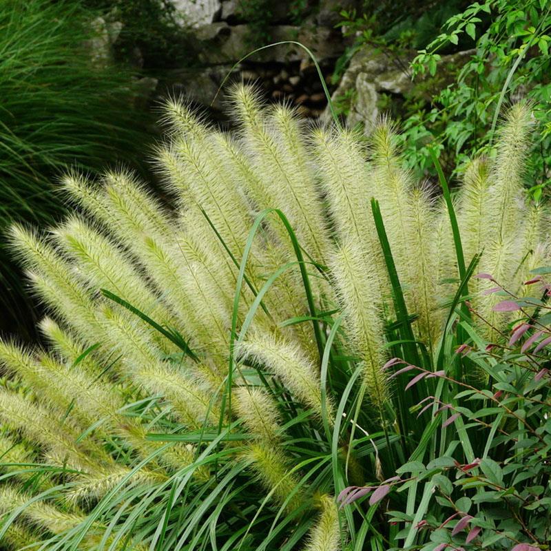 狼尾草