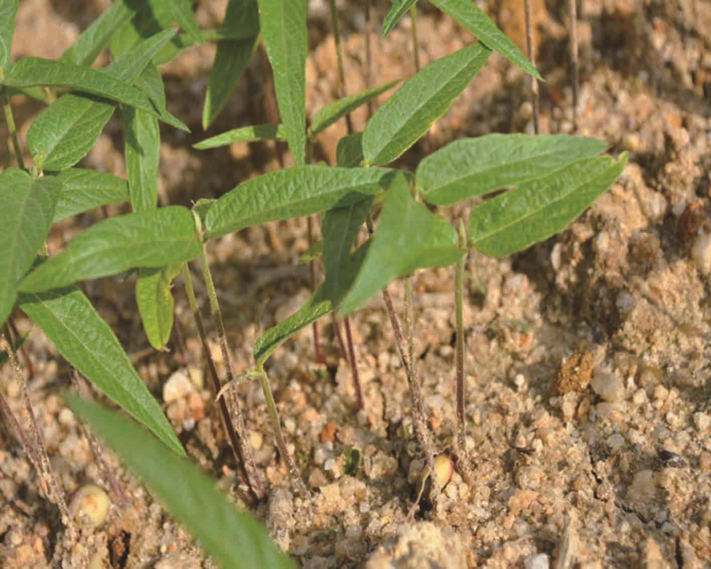 木豆