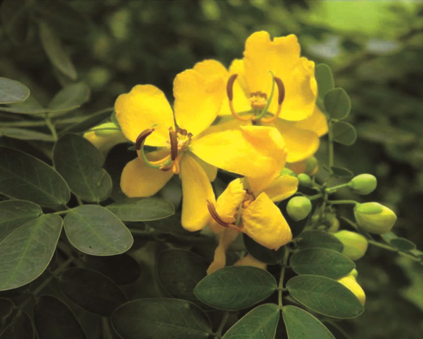 黄花决明