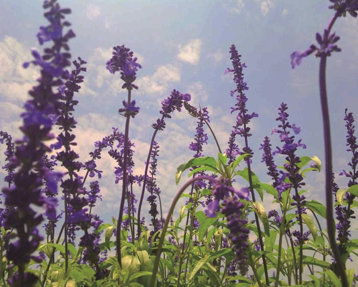鼠尾草