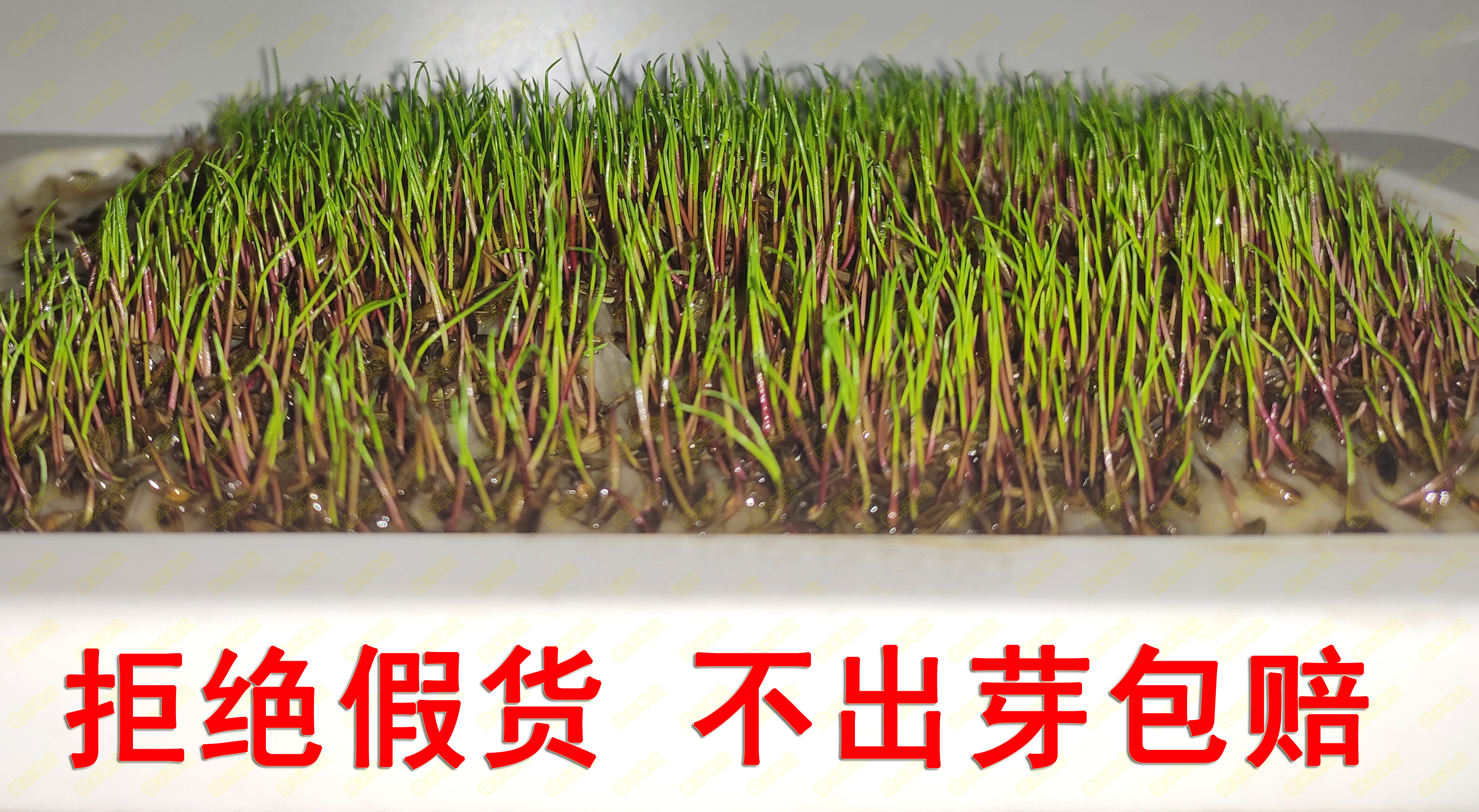 芽率.jpg