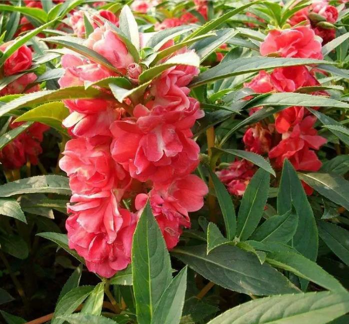 凤仙花.jpg